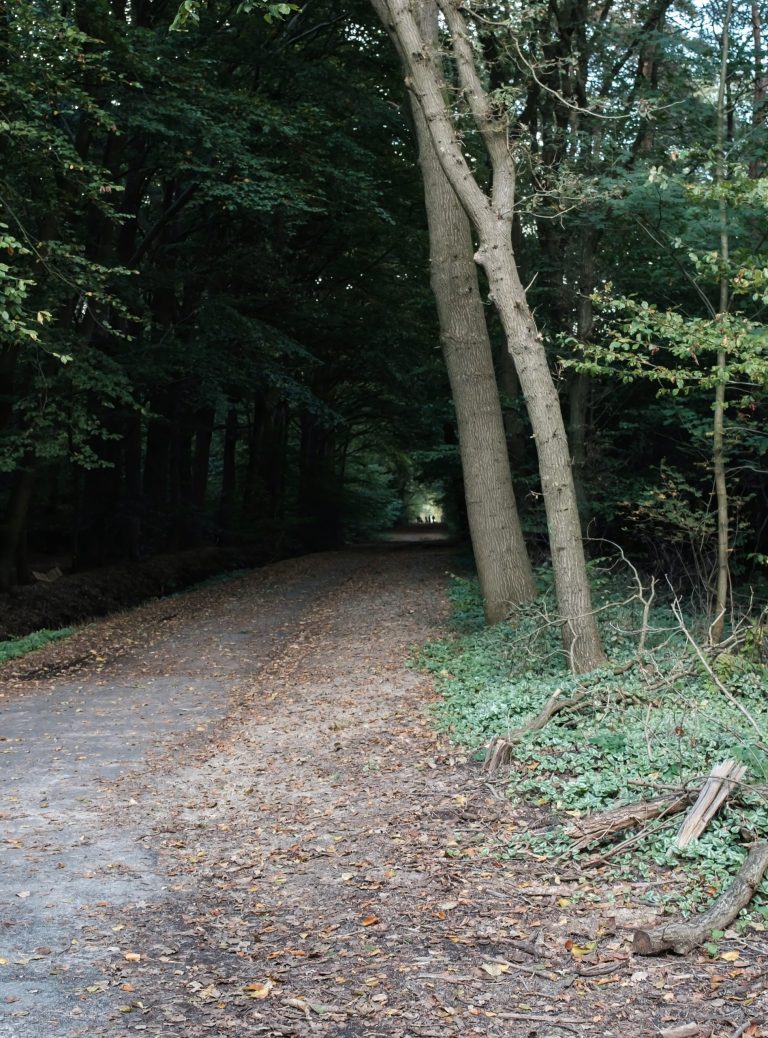 horse-trail-scaled.jpeg