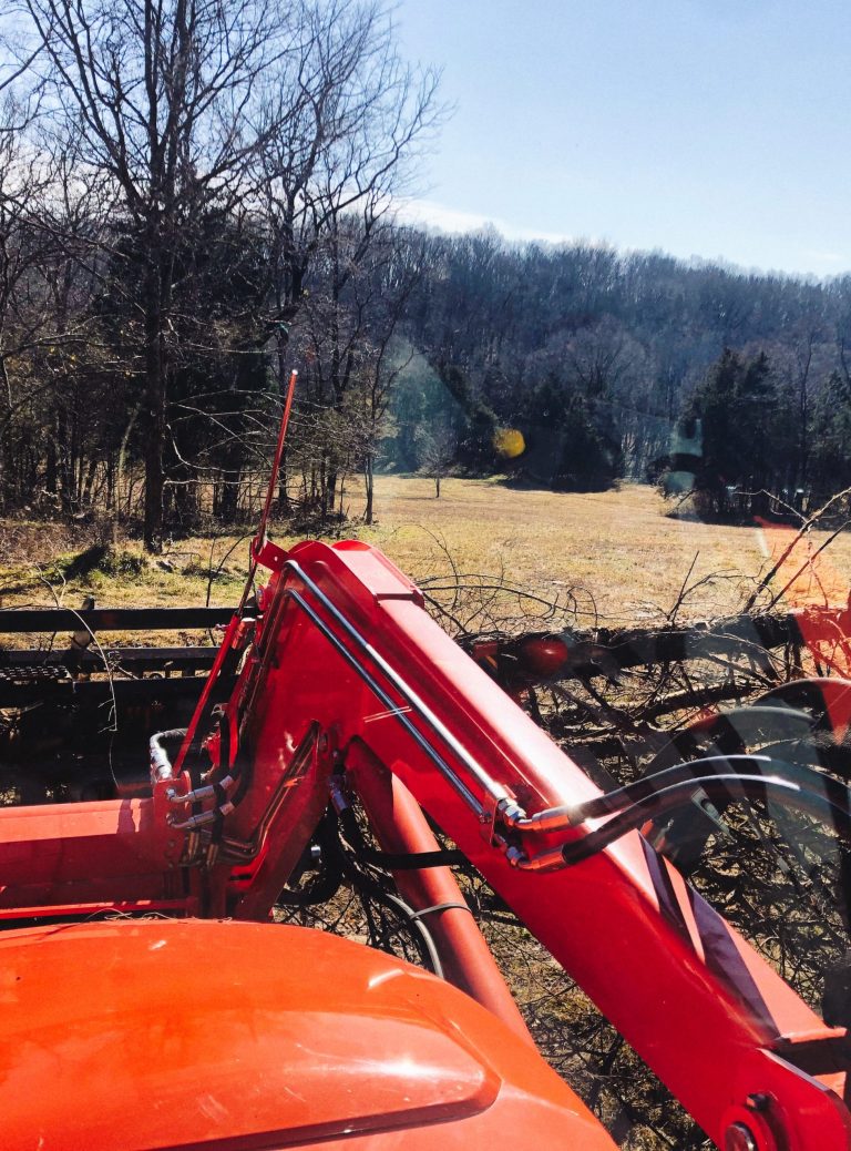 tree-removal-scaled.jpeg